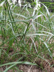 Cyperus aromaticus