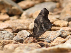 Libythea laius