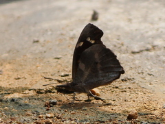 Libythea laius