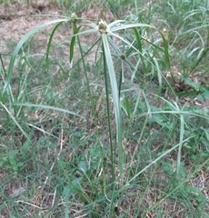 Cyperus aromaticus