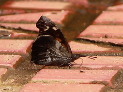 Libythea laius