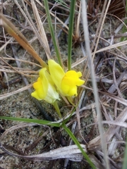 Linaria polygalifolia