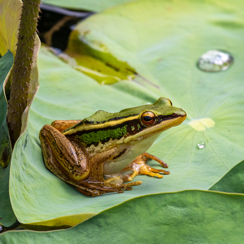 Common Green Frog, Hylarana erythraea