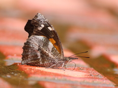 Libythea laius