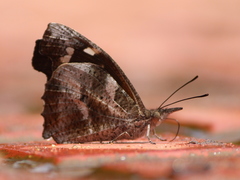 Libythea laius