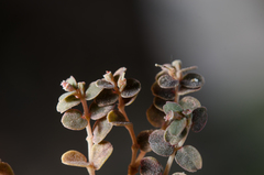 Euphorbia mertonii