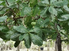 Barringtonia asiatica