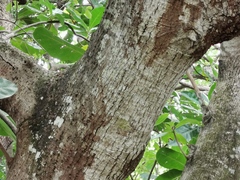 Barringtonia asiatica