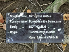 Barringtonia asiatica
