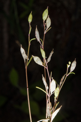 Cleome grandidieri