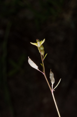 Cleome grandidieri