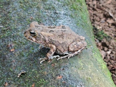 Sclerophrys gutturalis