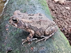 Sclerophrys gutturalis