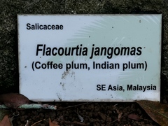 Flacourtia jangomas