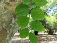 Angiospermae