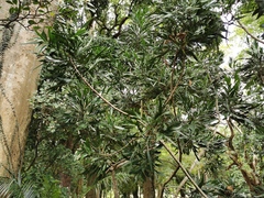 Phyllanthus arbuscula
