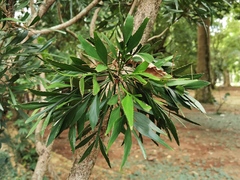 Phyllanthus arbuscula