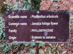 Phyllanthus arbuscula