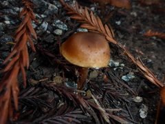 Rhodophana nitellina