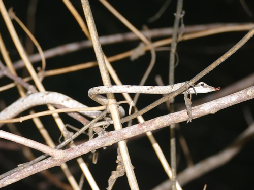 Photo of a Brown-speckled Whipsnake (Ahaetulla pulverulenta)