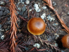 Rhodophana nitellina