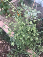 Ammi majus glaucifolium