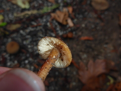 Rhodophana nitellina