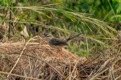 Prinia