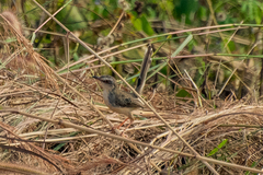 Prinia