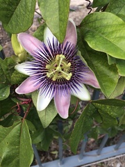 Passiflora alata × caerulea