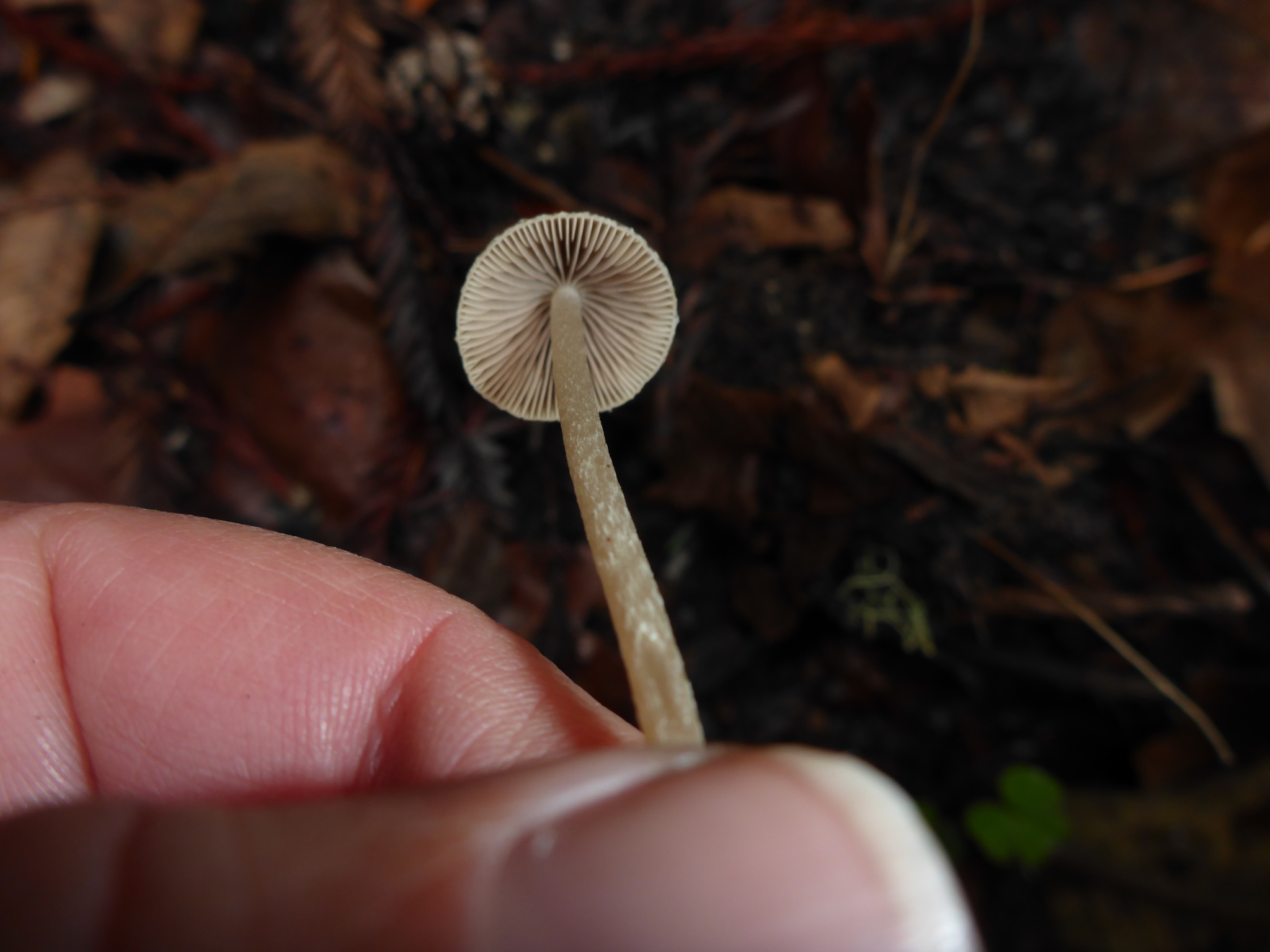Psathyrella corrugis image