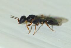 Spilomena nozela