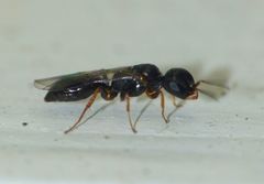 Spilomena nozela