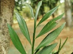 Phyllanthus arbuscula