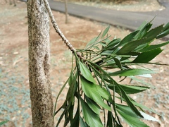 Phyllanthus arbuscula