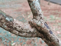 Phyllanthus arbuscula