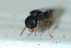 Spilomena nozela