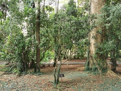 Phyllanthus arbuscula