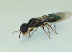 Spilomena nozela