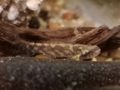 Hemigobius hoevenii