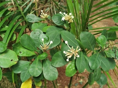 Rubiaceae