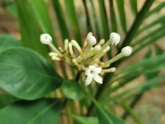 Rubiaceae