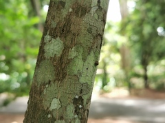 Rubiaceae