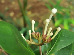 Rubiaceae