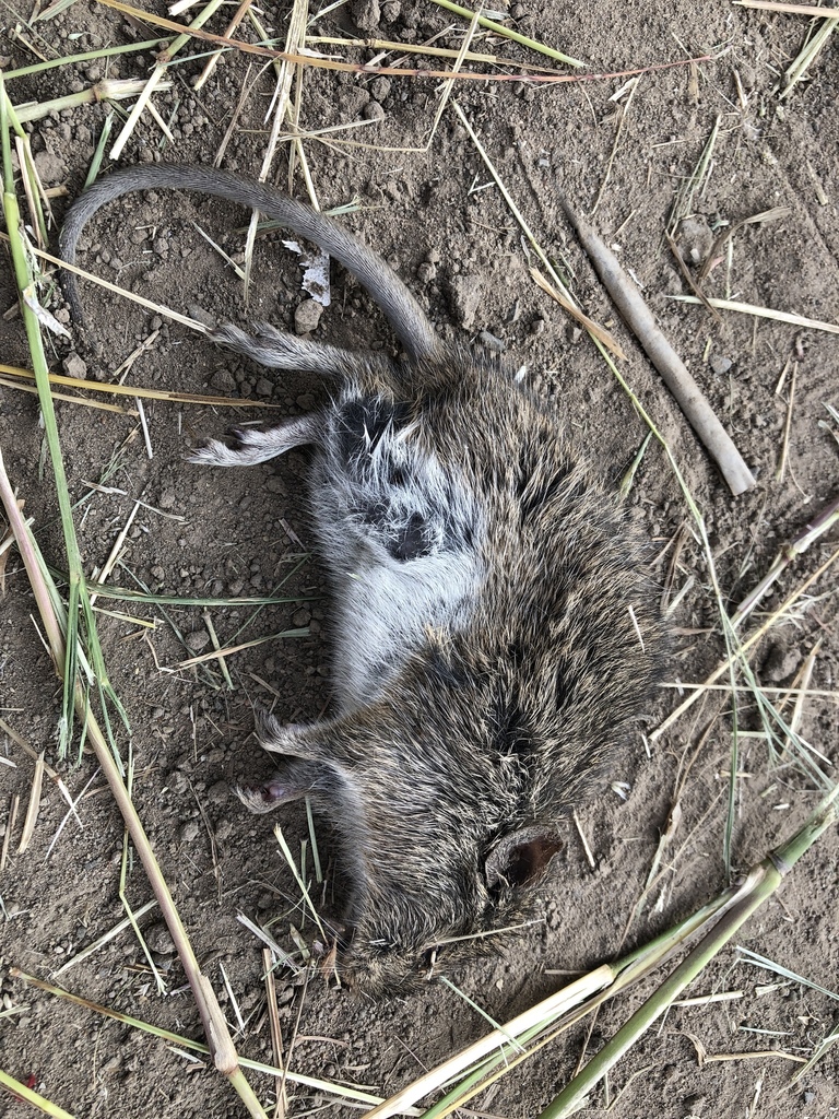 West Mexican Cotton Rat