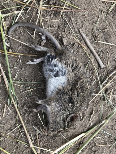 Jaliscan cotton rat