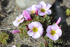 Oxalis enneaphylla