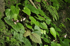Begonia nantoensis