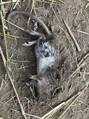 Sigmodon mascotensis