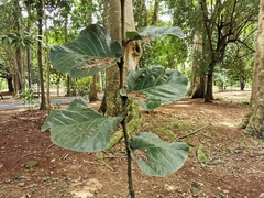 Coccoloba rugosa